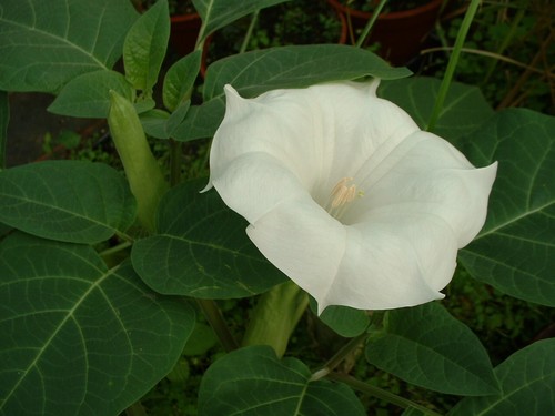 Datura metel - datura,