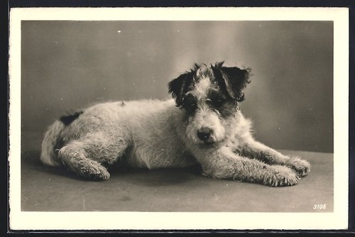 Carte postale chiot - , terrier