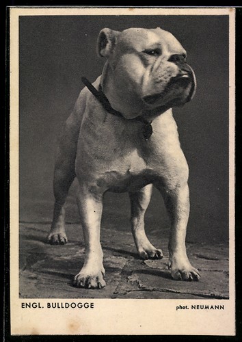 Bulldog anglais avec collier