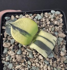 BIG! Gasteria Armstrongii Variegata Cactus Caudex Succulente Bonsaï Agave Plante