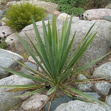 Yucca filamentosa - Yucca