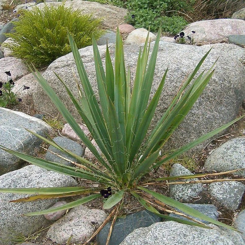 Yucca filamentosa - yucca,