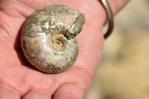 Rare ammonite desmoceras - rare,