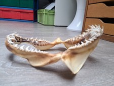 mâchoire de requin veritable