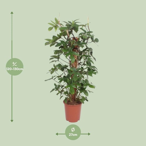 Philodendron pedatum plante - -,