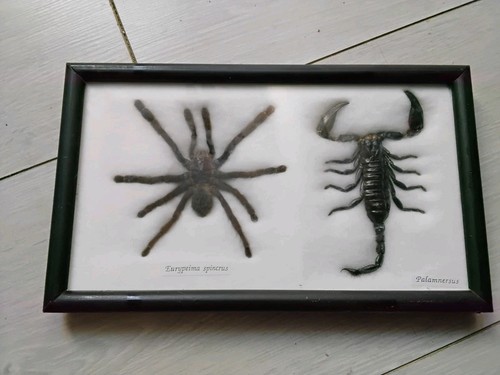 Cadre mygale araignee - mygale,