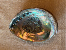 Coquillage Ormeau - Abalone 17