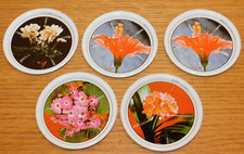 vintage LOT 5 DESSOUS de VERRE bock FLEURS rustica JOLY cyclamen IBISCUS clivia