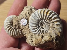 ammonites Pleuroceras