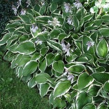 Hosta fortunei 'Francee' -