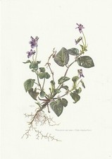 Board 93 Natural History Flora: Wood Violet