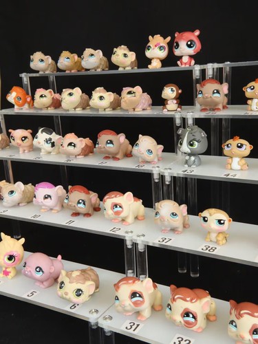 Hamsters cochons inde - hamsters, d'inde
