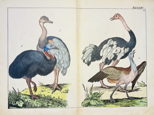 Bouquet casuar emu oiseaux - bouquet,