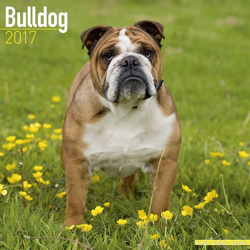 Calendrier 2017 bouledogue - calendrier,