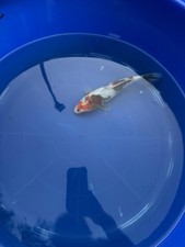 Japanese Dainichi Showa Koi  8 inch