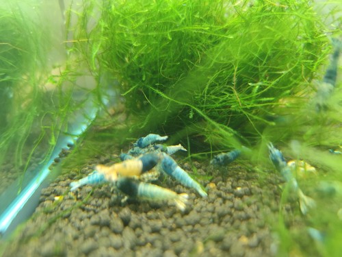Crevettes caridina blue steel - crevettes,