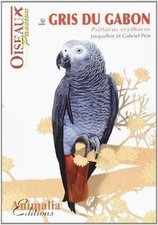 Le perroquet gris du Gabon de