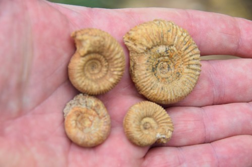 Lot ammonites du bajocien - ammonites,