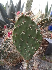 Opuntia phaecantha x semispinosa 1cutting 1 bouture succulent frosthardy outdoor