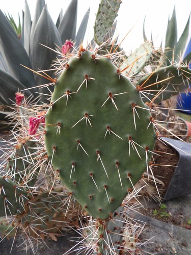 Opuntia phaecantha - , x
