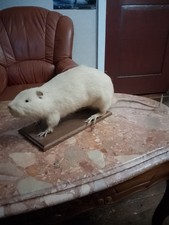 Curiosité Ragondin Albinos