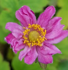 Anemone hupehensis var