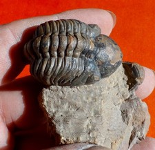 TRILOBITE DÉVONIEN DU MAROC 