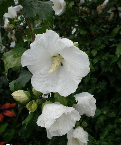 Hibiscus white giant - hibiscus, 'giant''