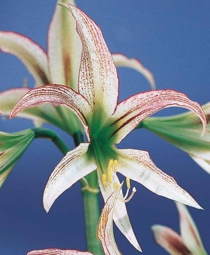 Amaryllis emerald cm - emerald, 22-24