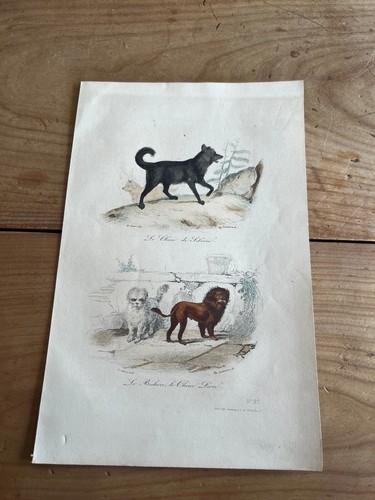 Gravure ancienne chien n68 - chien,