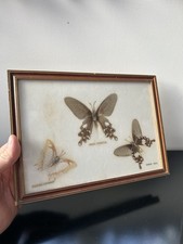 CADRE PAPILLONS NATURALISÉS