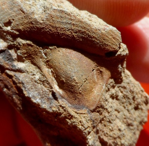 Hypostome trilobite - de,