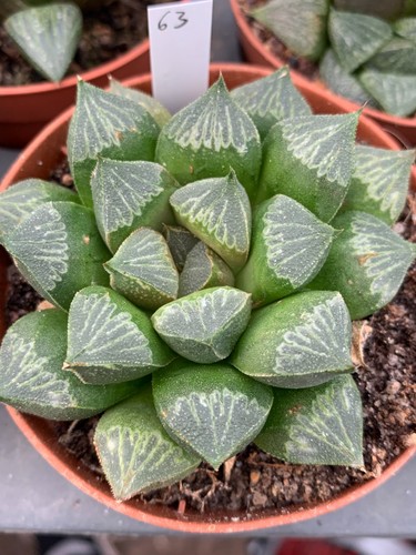 Haworthia hybride cl63 - haworthia,