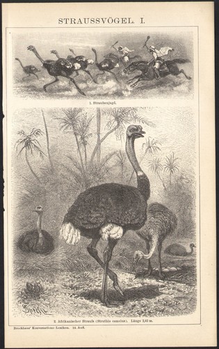 1897 gravure originale - 1897,