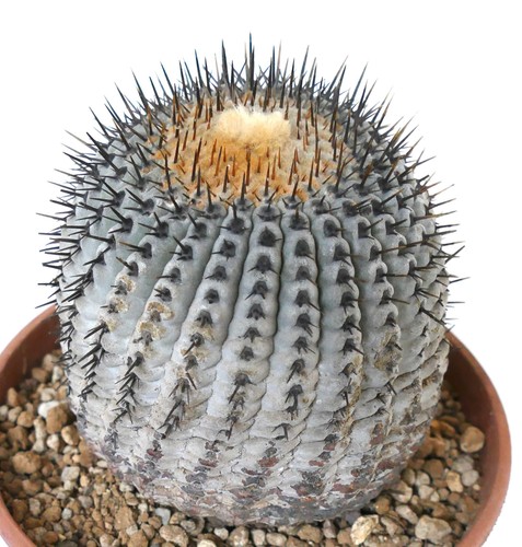 Copiapoa columna alba seeds - 5,