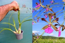 Encyclia cordigera, orchidée