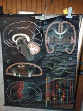 DR AUZOUX SCHOOL CARD - THE BRAIN/CELL - P SOUGY - 100X130 CM - VINTAGE