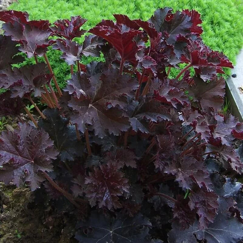 Heuchera micrantha palace - heuchera, 'palace