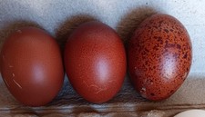 6  French Black Copper Marans