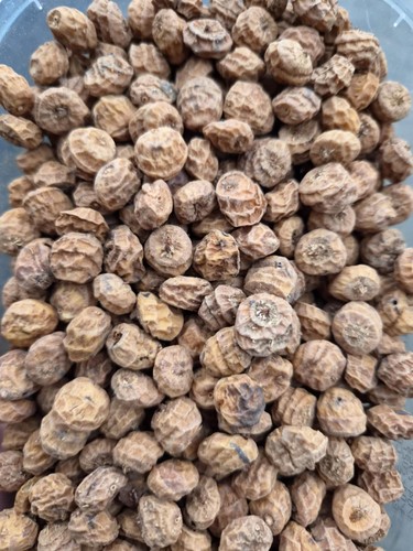 Tigernuts carpe 8 25 - tigernuts, 8/