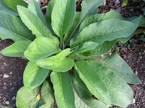 Russian comfrey - russian, 14)
