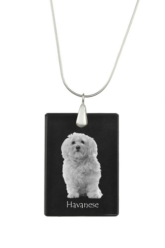 Bichon havanais collier - , en