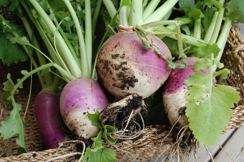120 graines rutabaga violet - rutabaga,