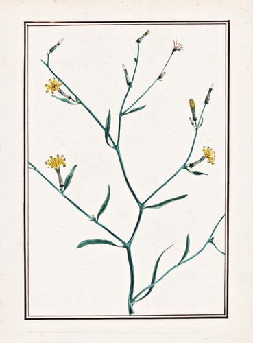 Crepis capillaris pippau - crepis,