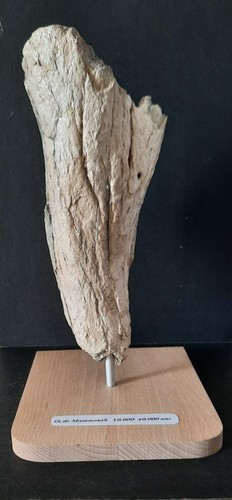 Tete humerus fossile - tete,