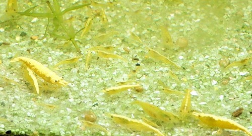 Crevettes caridines - 15,