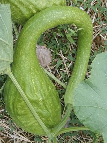 Courge matraque marenka - 🎃,
