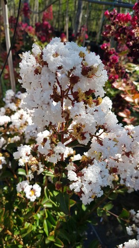 Lagerstroemia indica alba - 'alba', /
