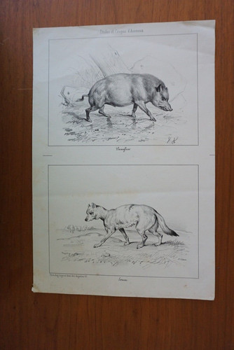 Victor adam litho - adam, (1801-1866)