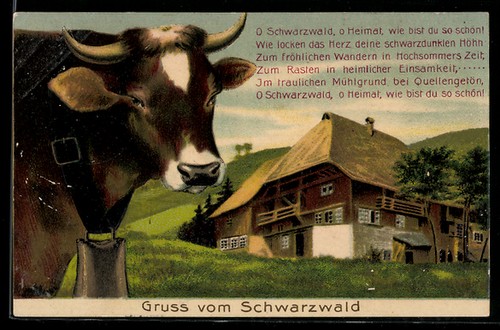 Carte postale vache - , avec